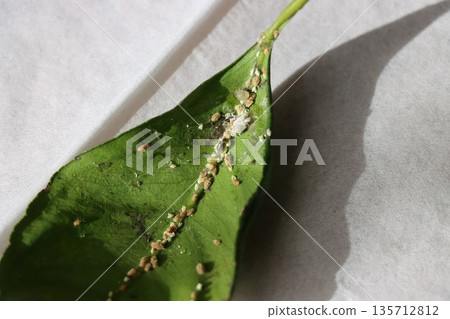 柑橘葉片背面的介殼蟲 135712812