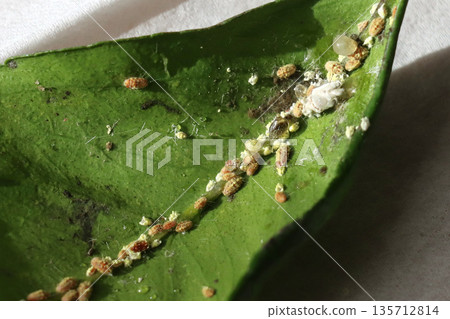 橘子葉片背面密密麻麻地聚集著介殼蟲。 135712814