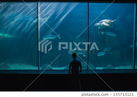 Man standing in front of aquarium window at exhibit hall watching sea turtle and fish swimming Man standing in front of aquarium window at exhibit hall watching sea turtle and fish swimming 135713121