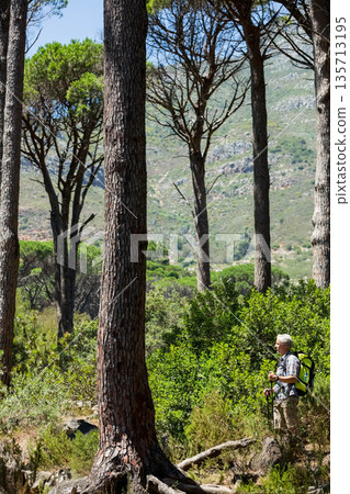 Senior man hiking rocky path carrying backpack trekking poles among pine undergrowth, copy space 135713195