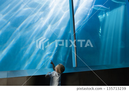 Child boy leaning against viewing ledge at aquarium, reaching toward fish through glass panel 135713239
