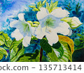 Watercolor  painting original realistic white color of Herald trumpet flowers. 135713414