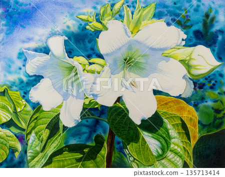 Watercolor  painting original realistic white color of Herald trumpet flowers. 135713414