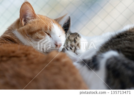 Two cats relaxing by the window Two cats relaxing by the window 135713471