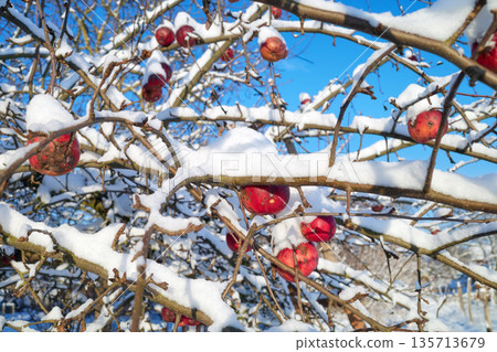 Frozen apple covered with snow in an orchard on a sunny winter day, selective focus. Frozen apple covered with snow in an orchard on a sunny winter day, selective focus. 135713679