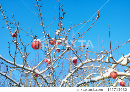 Frozen apple covered with snow in an orchard on a sunny winter day, selective focus. Frozen apple covered with snow in an orchard on a sunny winter day, selective focus. 135713680