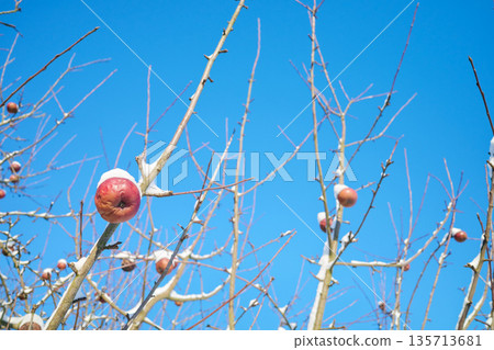 Frozen apple covered with snow in an orchard on a sunny winter day, selective focus. Frozen apple covered with snow in an orchard on a sunny winter day, selective focus. 135713681