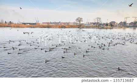 Cormorants on the Oder River in the center of Szczecin in winter, Poland. 135713687