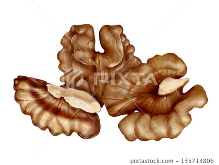 Walnut Kernels Watercolor Illustration Walnut Kernels Watercolor Illustration 135713806