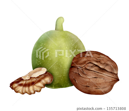 Green Walnut Watercolor Illustration 135713808