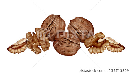 Walnut And Kernels Watercolor Illustration Walnut And Kernels Watercolor Illustration 135713809