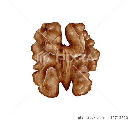 Whole Walnut Kernel Watercolor Illustration 135713810