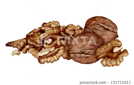 Walnut And Kernels Watercolor Illustration 135713811