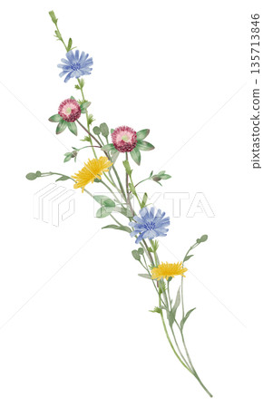 Wild Meadow Flowers Watercolor Illustration 135713846
