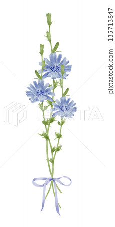 Cornflower Chicory Stems With Ribbon Watercolor Illustration 135713847