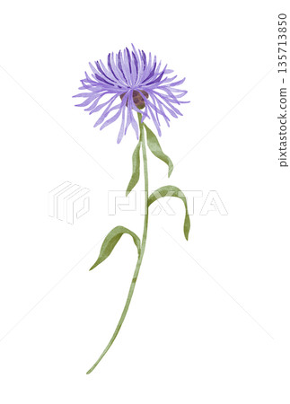 Blue Cornflower Watercolor Illustration Blue Cornflower Watercolor Illustration 135713850