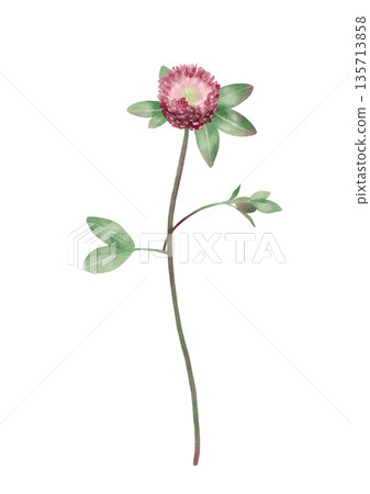Red Clover Flower Watercolor Illustration Red Clover Flower Watercolor Illustration 135713858