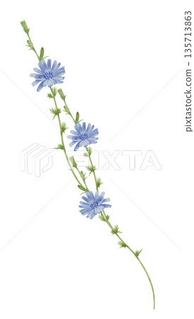 Cornflower Chicory Stems With Ribbon Watercolor Illustration Cornflower Chicory Stems With Ribbon Watercolor Illustration 135713863