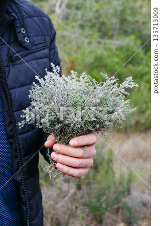 fresh wild thyme in the hand of a man 135713909