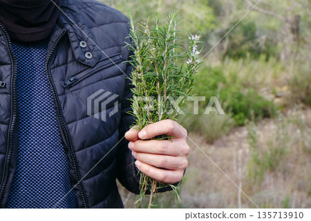 a man holding fresh rosemary picked in the forest a man holding fresh rosemary picked in the forest 135713910