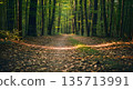 Narrow Forest Path in Natural Shade 135713991