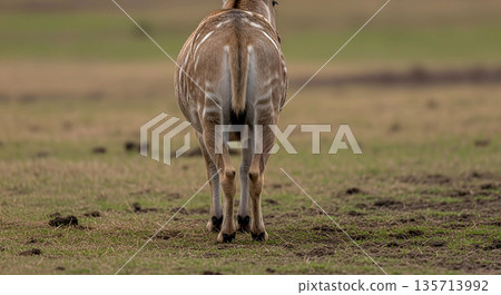 Wild Animal Walking Away in Natural Habitat Wild Animal Walking Away in Natural Habitat 135713992