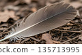 Fallen Bird Feather on Forest Ground 135713995
