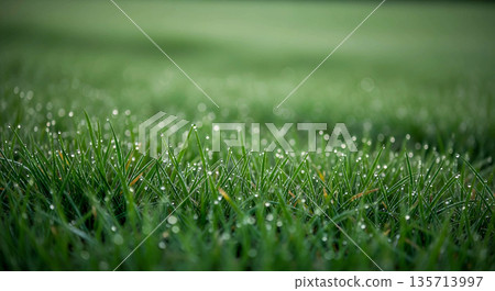 Fresh Green Grass with Morning Dew 135713997