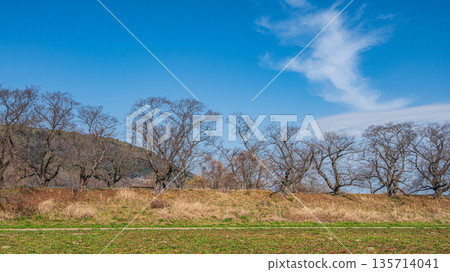 Winter-withered cherry blossom trees along the Sewari embankment seen from the Kizugawa riverbed, Yawata City, Kyoto Prefecture Winter-withered cherry blossom trees along the Sewari embankment seen from the Kizugawa riverbed, Yawata City, Kyoto Prefecture 135714041