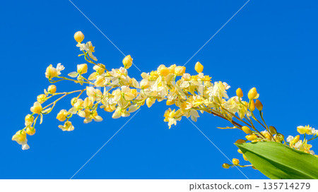 Yellow Oncidium Twinkle flowers Yellow Oncidium Twinkle flowers 135714279