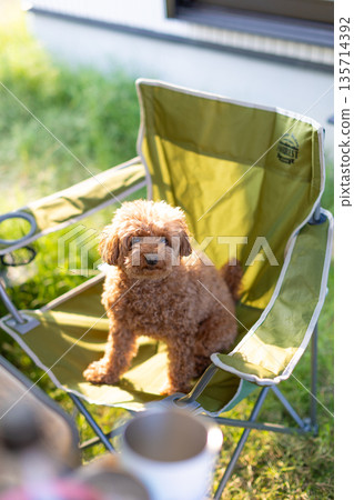 玩具貴賓犬 玩具貴賓犬 135714392