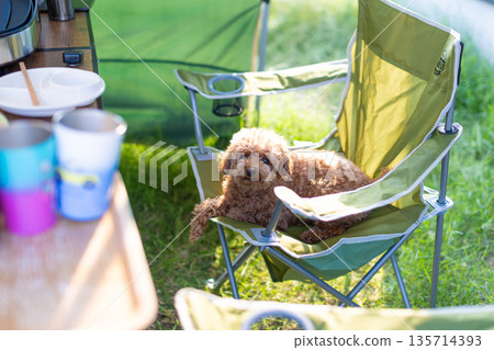 玩具貴賓犬 玩具貴賓犬 135714393