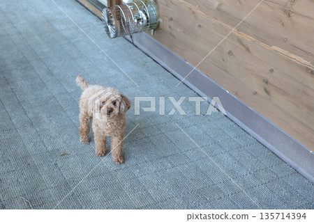 玩具貴賓犬 玩具貴賓犬 135714394