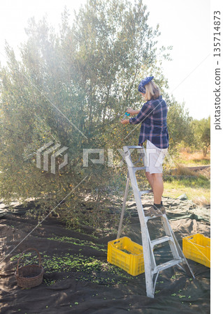 Senior harvest worker climbing aluminum ladder in olive orchard picking olives on tarp, copy space 135714873