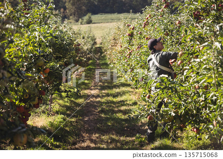 Man wearing workwear and carrying harvest bag, picking ripe apples from sunlit orchard, copy space 135715068