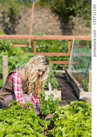 Adult female gardener kneeling in raised beds at backyard garden tending seedlings by cold frame 135715199