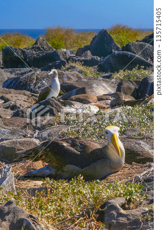 Waved Albatros, Galapagos National Park, Ecuador 135715405