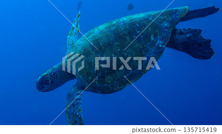 Green Sea Turtle, Galapagos National Park 135715419