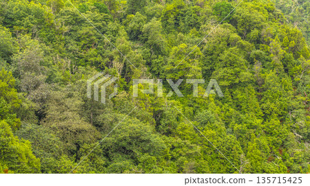 Madeira Evergreen Laurissilva Forest, Madeira, Portugal 135715425