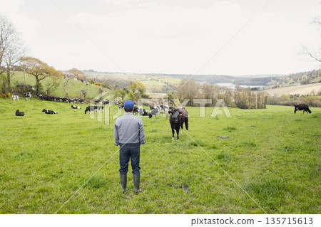 Male farmer wearing baseball cap and rubber boots standing in green pasture facing herd of cattle 135715613
