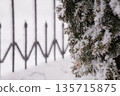 Snow-Covered Evergreen Branches Against Iron Fence in Winter Landscape with Frosty Texture and Soft White Background 135715875