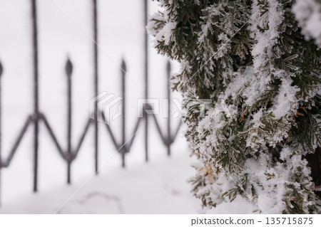 Snow-Covered Evergreen Branches Against Iron Fence in Winter Landscape with Frosty Texture and Soft White Background 135715875