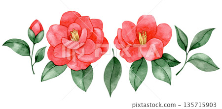 Watercolor illustration of a set of pink camellia flowers. Watercolor illustration of a set of pink camellia flowers. 135715903