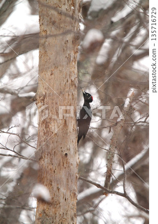 黑啄木鳥, 黑啄木鳥, 啄木鳥, 北海道野鳥 135716729