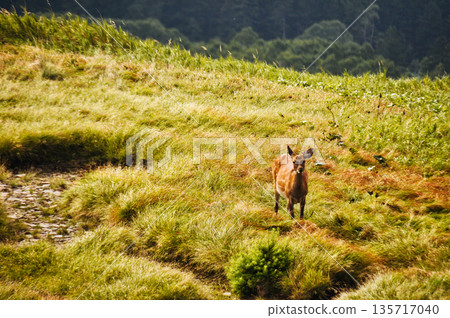 Sika deer standing in the grassland of the plateau - The expression of wild animals 135717040