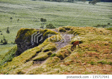 Deer grazing near a steep cliff. Magnificent mountain scenery. Deer grazing near a steep cliff. Magnificent mountain scenery. 135717041