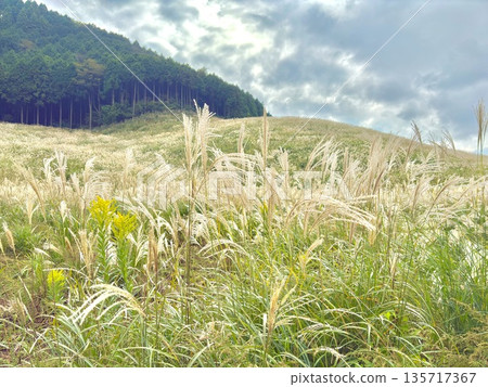 Autumn silver grass fields and mountain ranges | Natural scenery of Japan Autumn silver grass fields and mountain ranges | Natural scenery of Japan 135717367