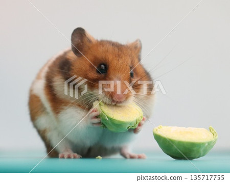 Hamster on cabbage Hamster on cabbage 135717755