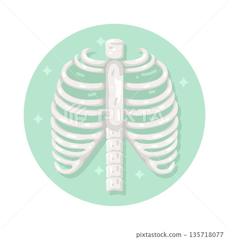 Illustration of Human Ribs 135718077