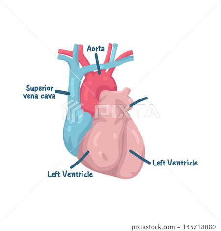 Illustration of Human Heart 135718080